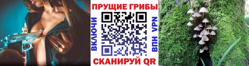 как найти закладки  Зеленоградск  Галлюциногенные грибы Psilocybine cubensis 